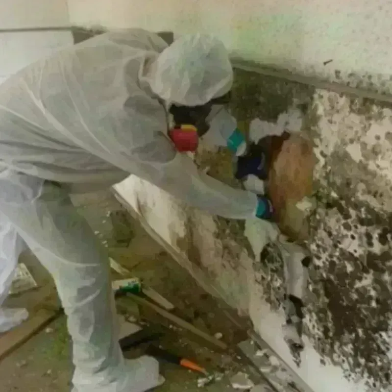 Mold Remediation and Removal in Vine Hill, CA